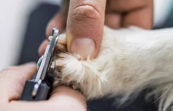 How long should dog nails be?