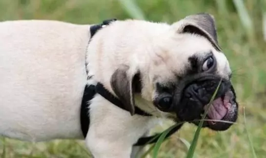 Is it okay for dogs to eat grass?