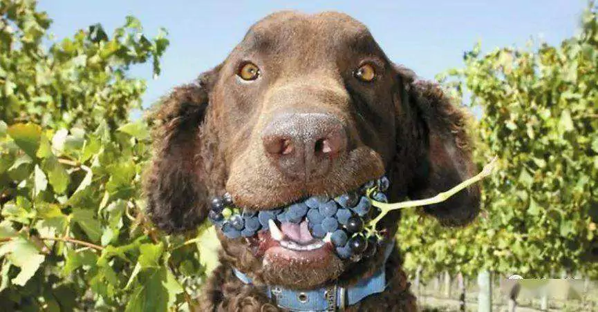 Can dogs eat grapes? Symptoms of poisoning in dogs after eating grapes