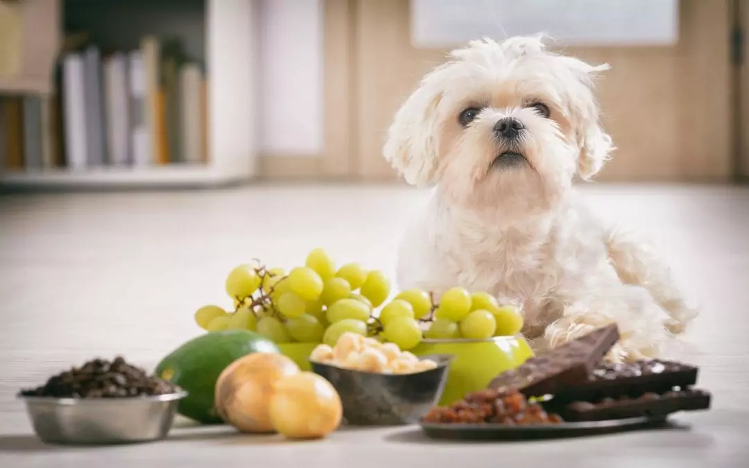 Why can't dogs eat grapes? Can dogs eat grapes or not?