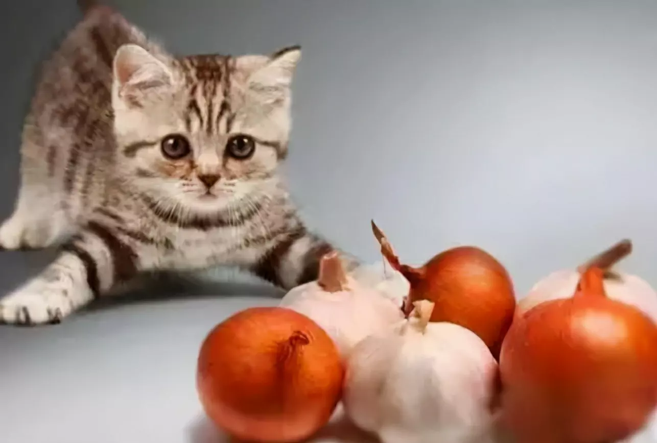 Can cats eat garlic? Why can't cats eat onions and garlic?