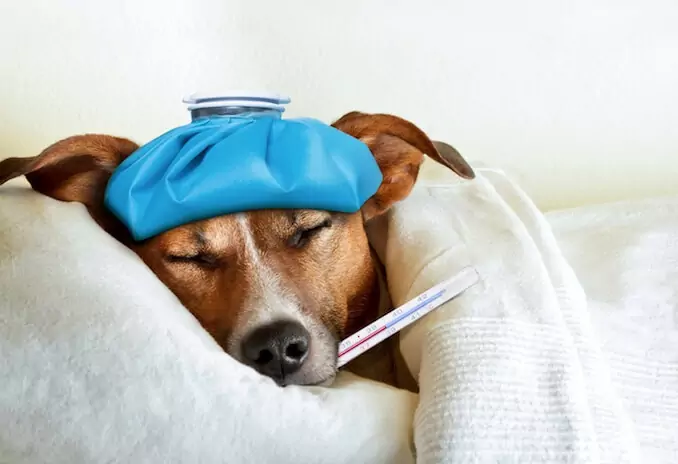 How can you tell if your dog has a fever? Causes of fever in dogs