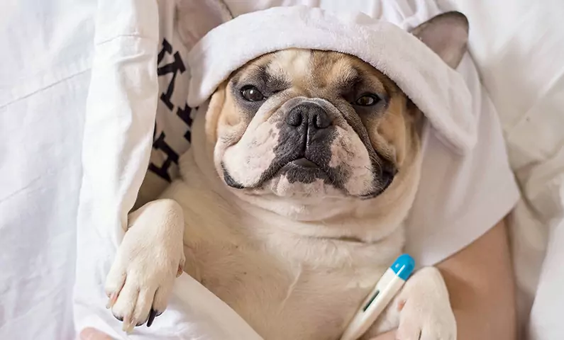Can dogs get the flu? What is how canine influenza can spread?