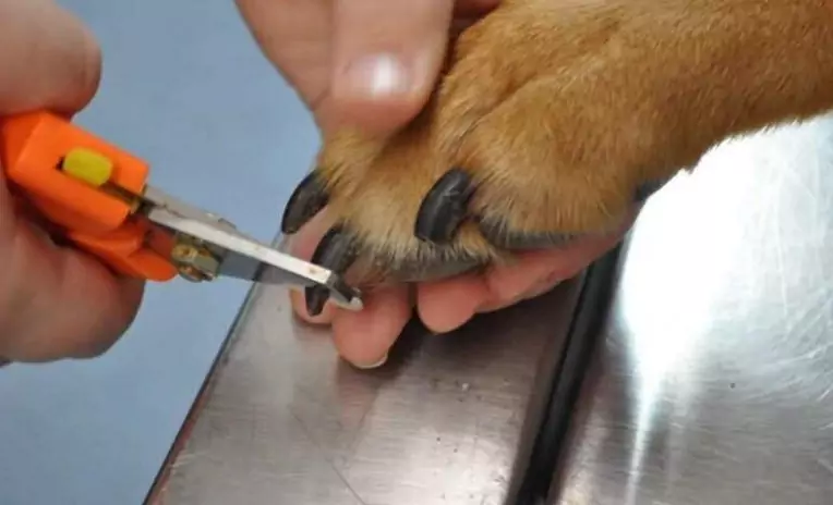 How often should I trim my dog's nails?
