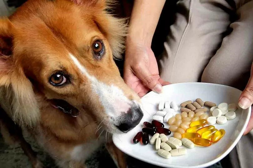 Is fish oil good for dogs?