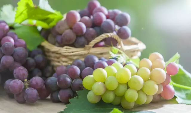 Are grapes bad for dogs?