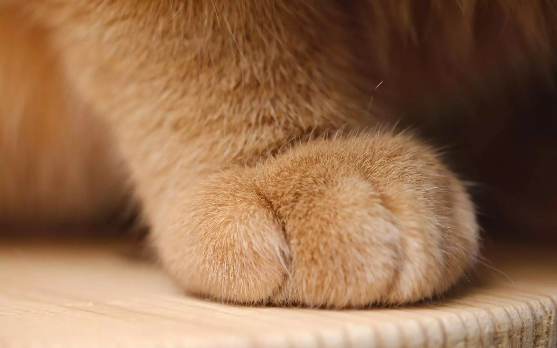 How many toes does a cat have?