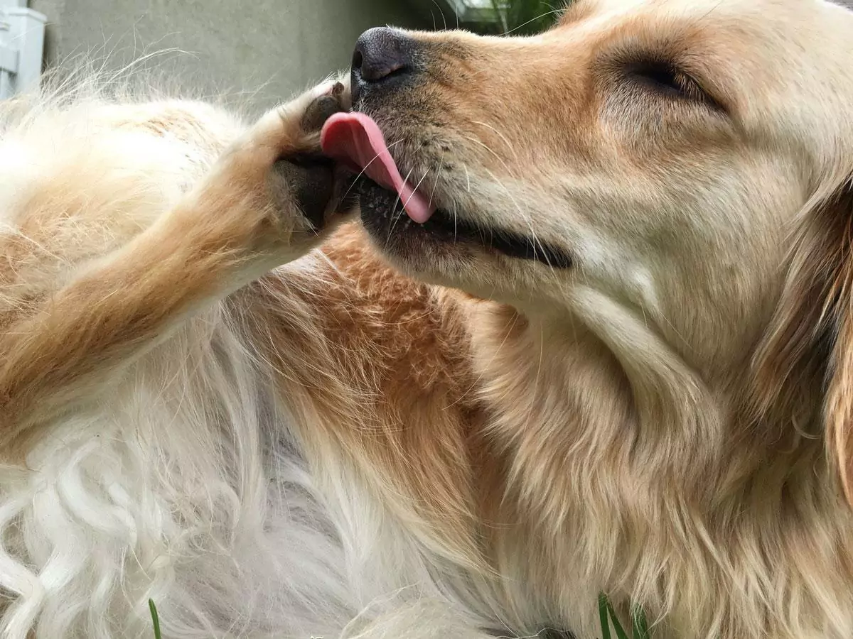 How can I stop my dog from licking its paws?