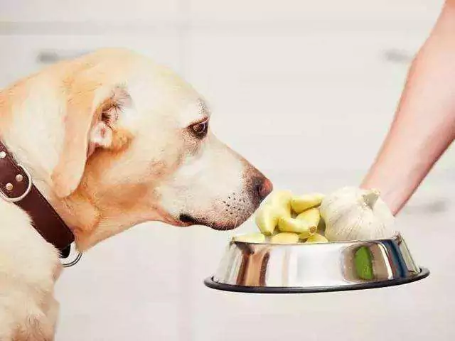 Can dogs eat garlic? What are the symptoms when a dog eats garlic