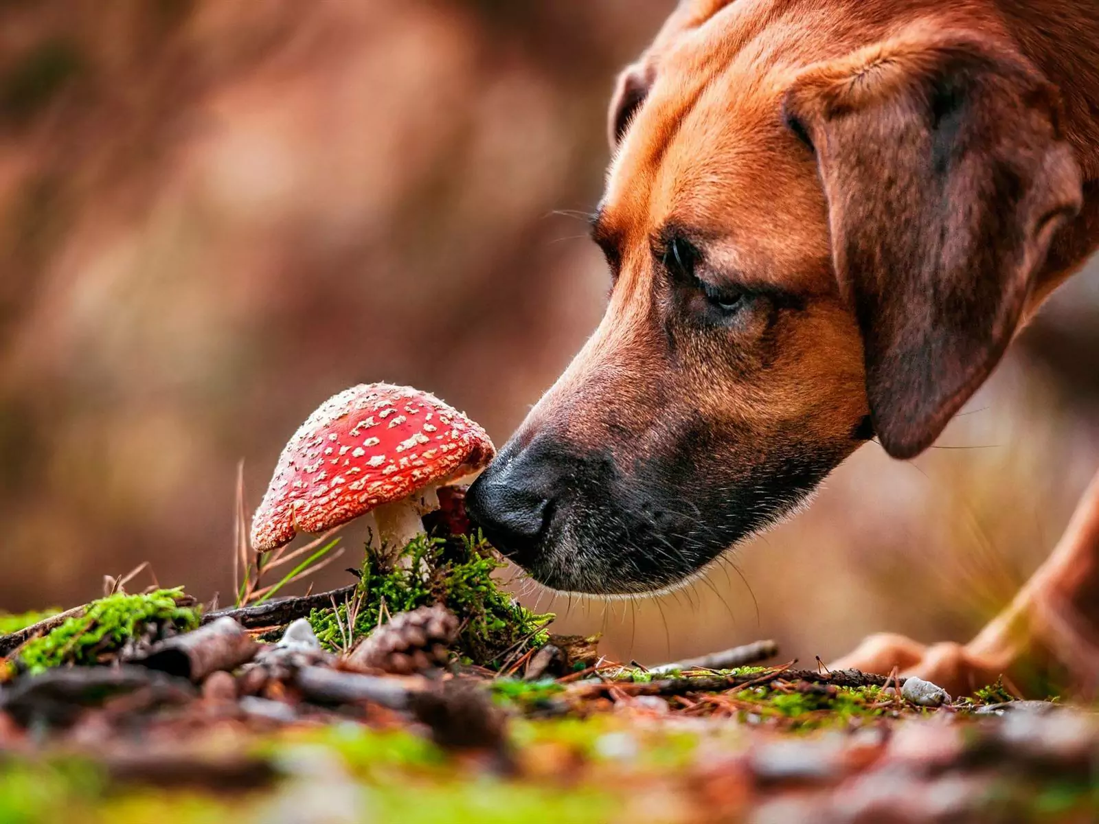 Can dogs eat mushrooms? What is the nutrition of giving mushrooms to dogs