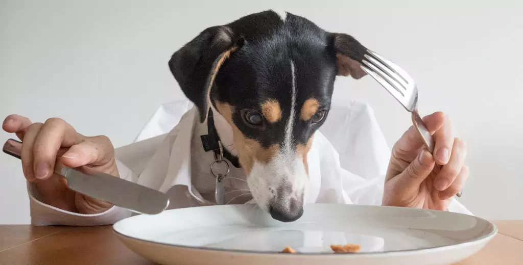 Can dogs eat potatoes? What are the benefits of potatoes for dogs? Can dogs eat mashed potatoes?