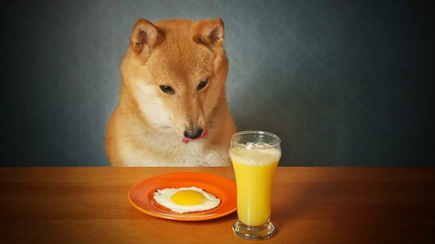 Can dogs drink orange juice?
