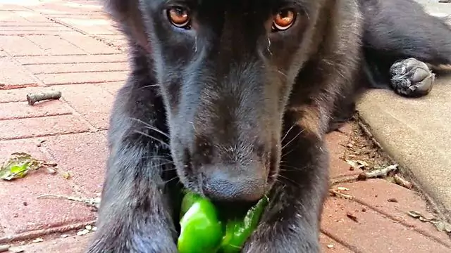 Can dogs eat green peppers? How to do when a dog eats green peppers