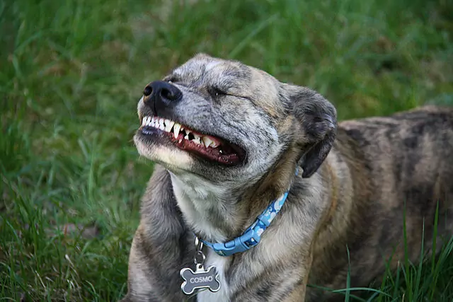 Do dogs lose their teeth?