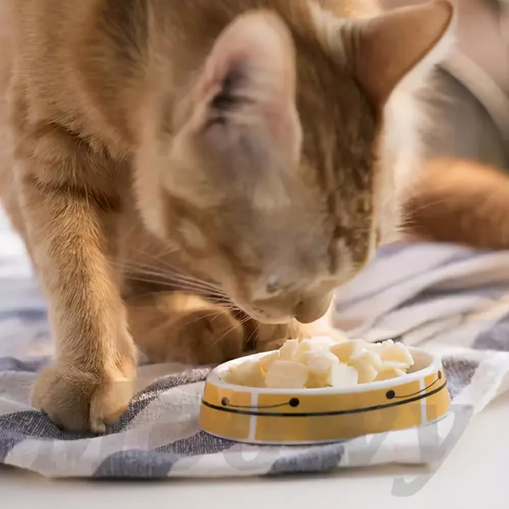 Can cats eat cheese? Can kittens eat cheese sticks?