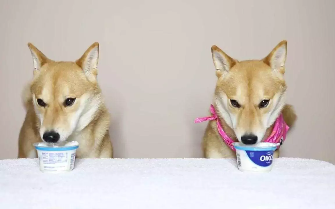 Can dogs eat yogurt? What are the benefits of yogurt for dogs?