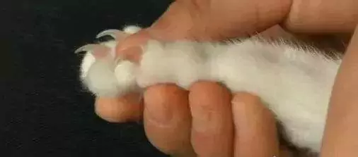 How to trim the cat's claws? Does the hair on the cat's feet need to be shaved