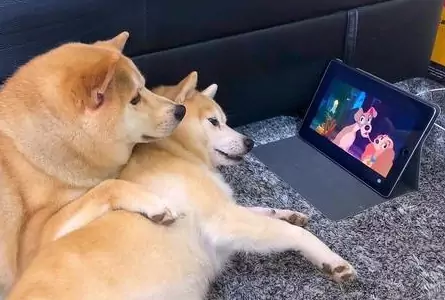 Can dogs watch TV? What do dogs see on TV?