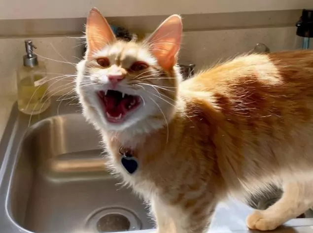 Why do cats make hissing noises? The origin of the hissing sound of cats