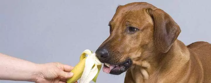 Can dogs eat bananas? What are the benefits of bananas for dogs