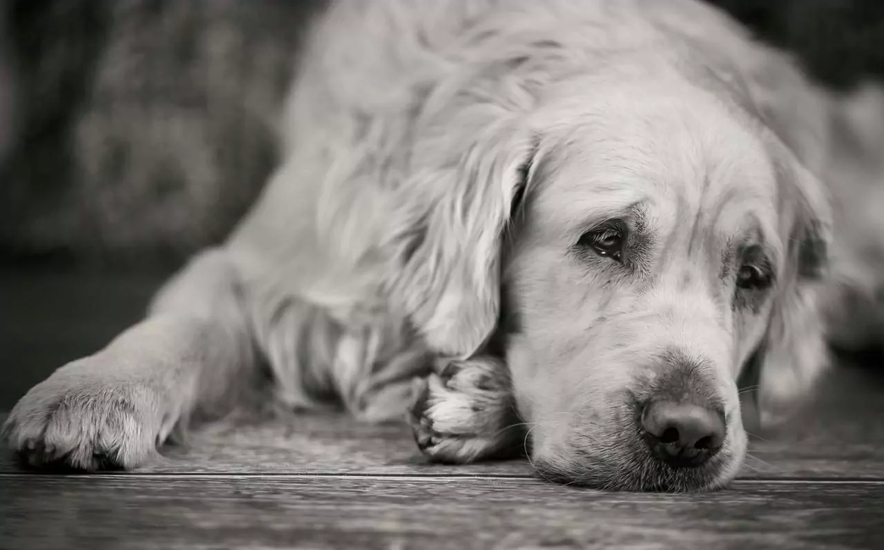 Can dogs be depressed?