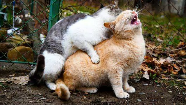 How do cats mate? Male cat's reaction after mating