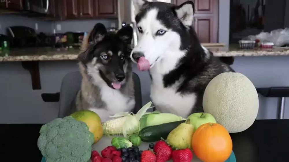 Can dogs eat vegetables? What vegetables do dogs love to eat?