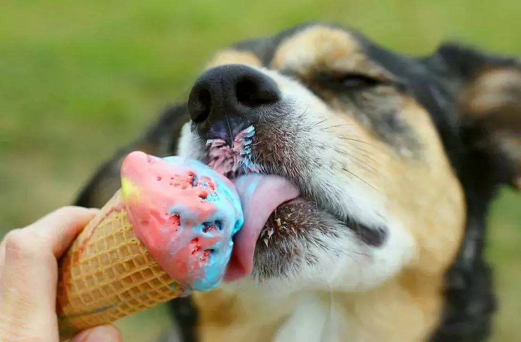 Can dogs eat ice cream? Potential Health Problems of Ice Cream for Dogs