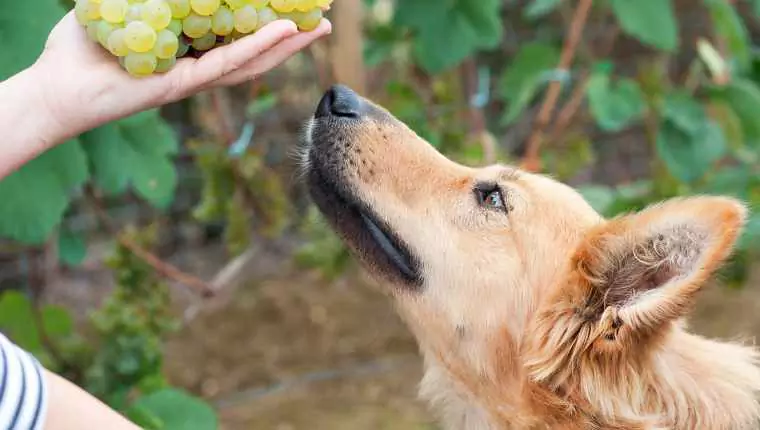 Can dogs eat raisins? Grape Toxicity, Symptoms of Poisoning in Dogs