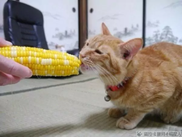 Can cats eat corn? Tips for raising cats