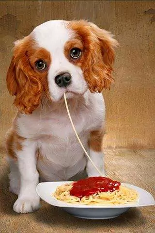 Can dogs eat spaghetti? What are the harmful effects of long-term spaghetti eating in dogs