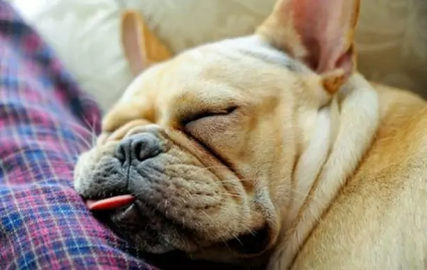 Why do dogs snore