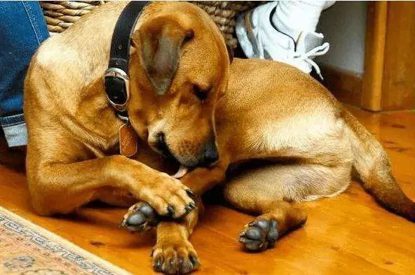 Why do dogs lick their paws? How to treat paw licking in dogs