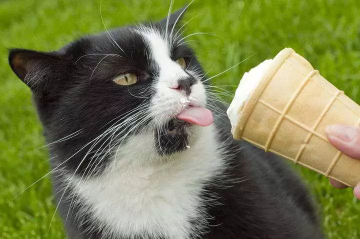 Can cats eat ice cream? Can cats eat yogurt