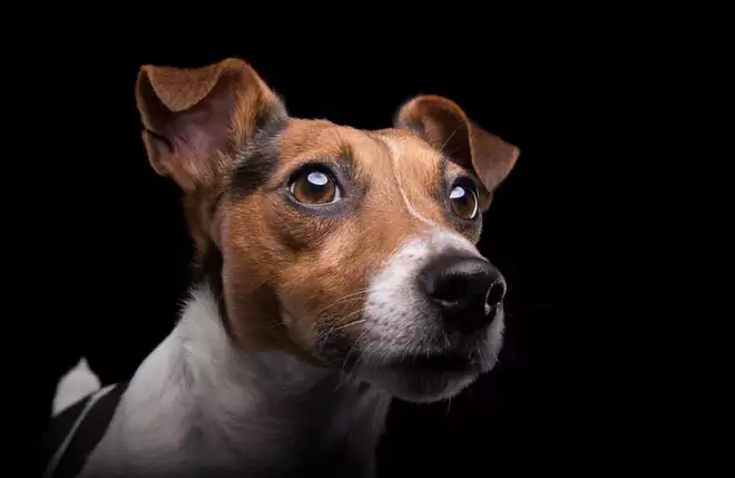 What colors can dogs see? What are the differences between the visual structures of dogs and humans?