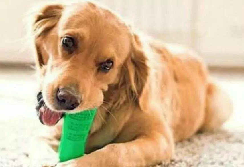 How to clean the dog's mouth at home? Tips to remove dog mouth odor