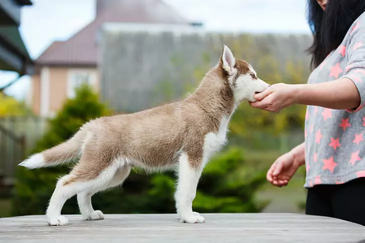 How to train a dog? Key training content