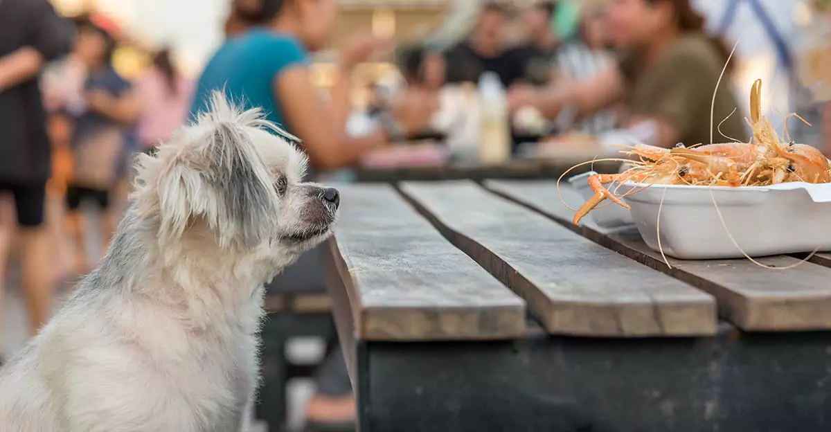 Can dogs eat shrimp? Is shrimp good for dogs?