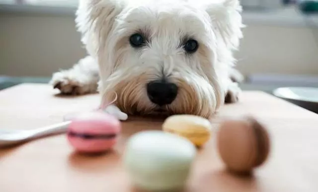 Can dogs eat sugar?