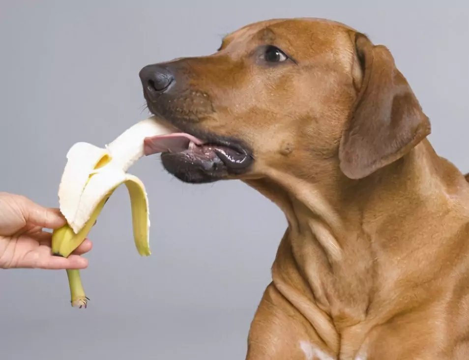 What fruits can dogs eat? The pros and cons of giving fruit to dogs and precautions