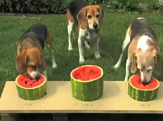 Can dogs eat watermelon? What are the benefits of watermelon for dogs?