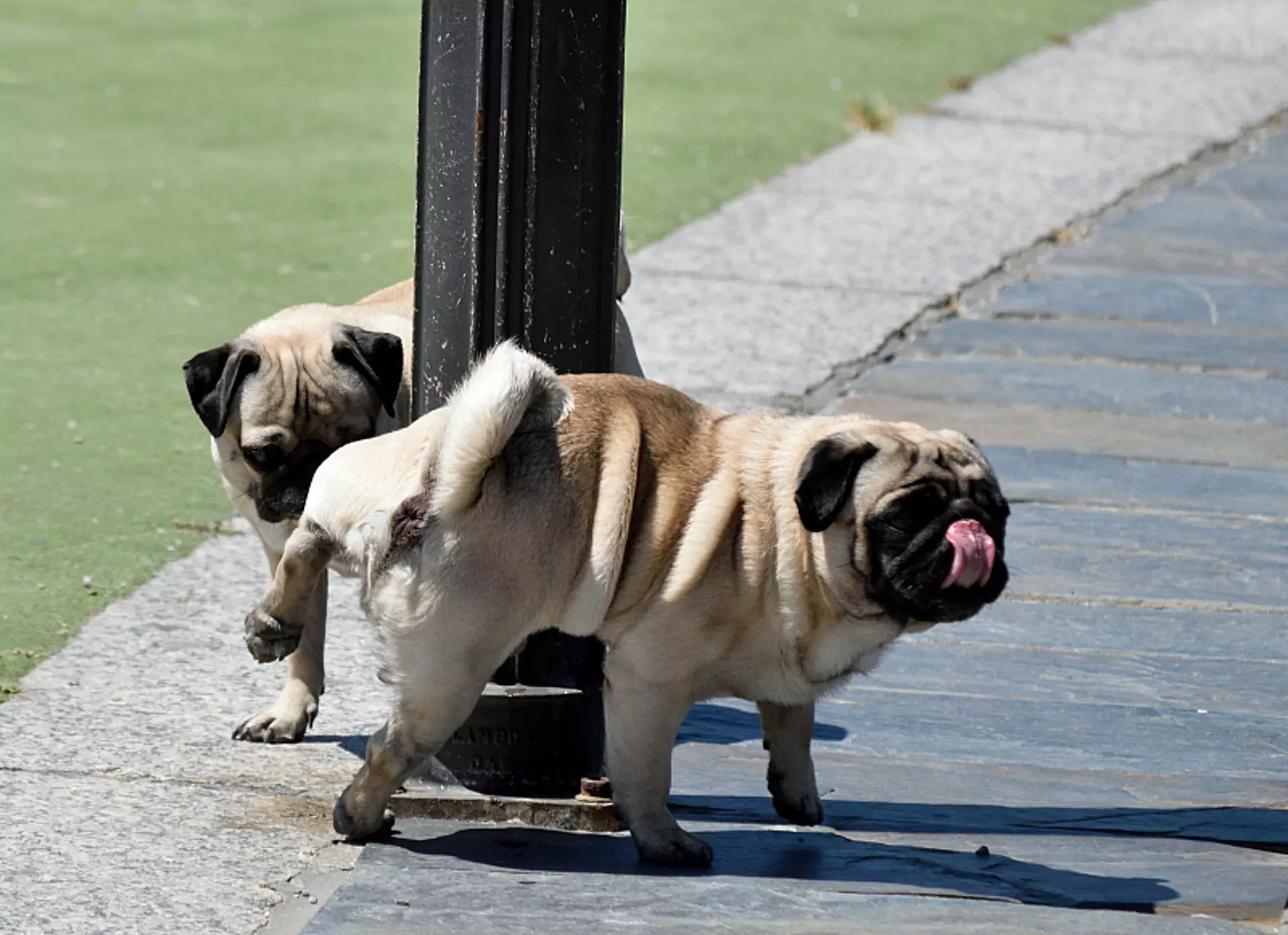 Why does my dog urinate so much? Disease Causes of Increased Urination in Dogs