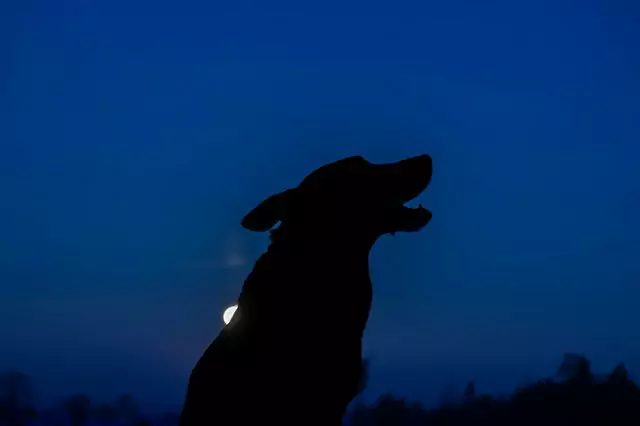 What do dogs see at night?
