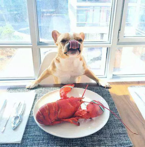 Can dogs eat lobster? Precautions for Feeding Dogs