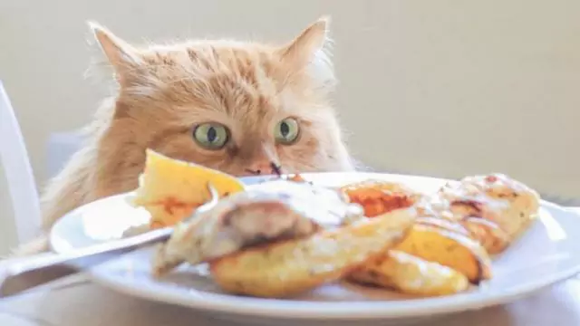Can cats eat chicken? The nutrition of each part of the chicken