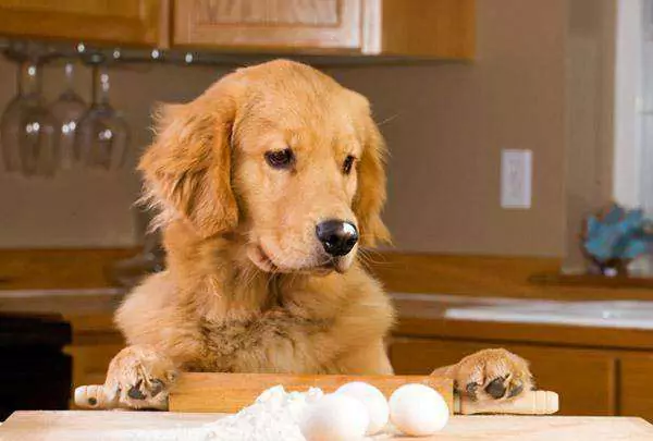 Are raw eggs good for dogs? What other disadvantages are there for dogs to eating raw eggs?