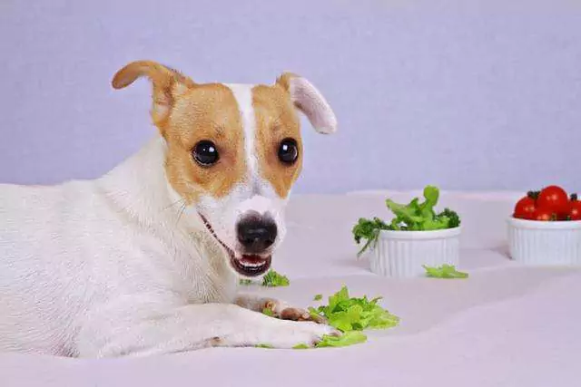 Can dogs eat lettuce? Do dogs need to be cooked to eat vegetables