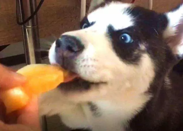 Can dogs eat melon? Dogs' dietary contraindications