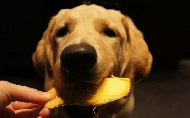 Can dogs eat mangoes? What are the benefits of giving dogs mangoes