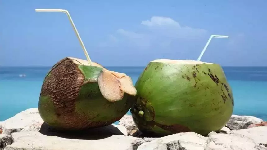 Can dogs eat coconut? Can dogs drink coconut milk?